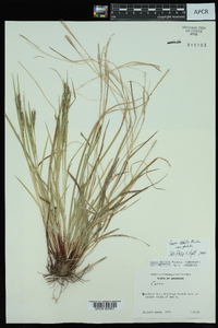 Carex debilis var. debilis image