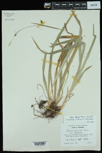 Carex laxiculmis var. laxiculmis image