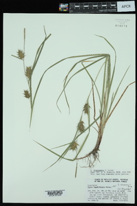 Carex louisianica image