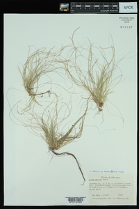 Carex eburnea image