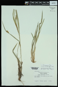 Carex flaccosperma image