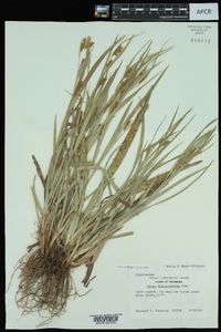 Carex flaccosperma image