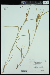 Carex flaccosperma image