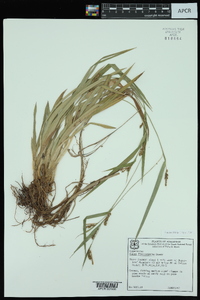 Carex flaccosperma image