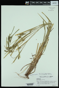 Carex grisea image