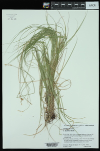 Carex hyalina image