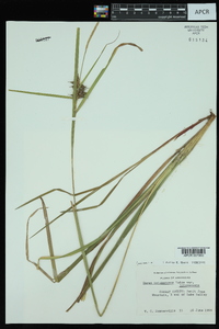 Carex intumescens var. intumescens image