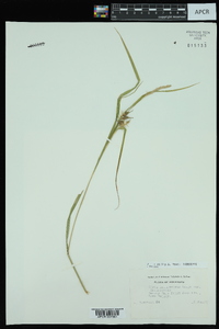 Carex intumescens var. intumescens image