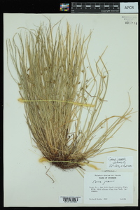 Carex jamesii image