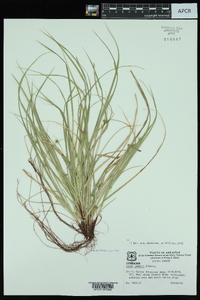 Carex jamesii image