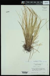 Carex jamesii image