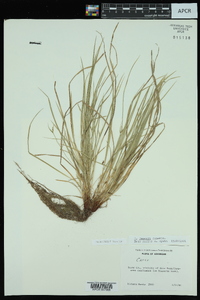 Carex jamesii image