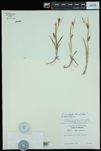 Carex microdonta image