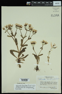 Valerianella longiflora image