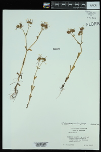 Valerianella longiflora image