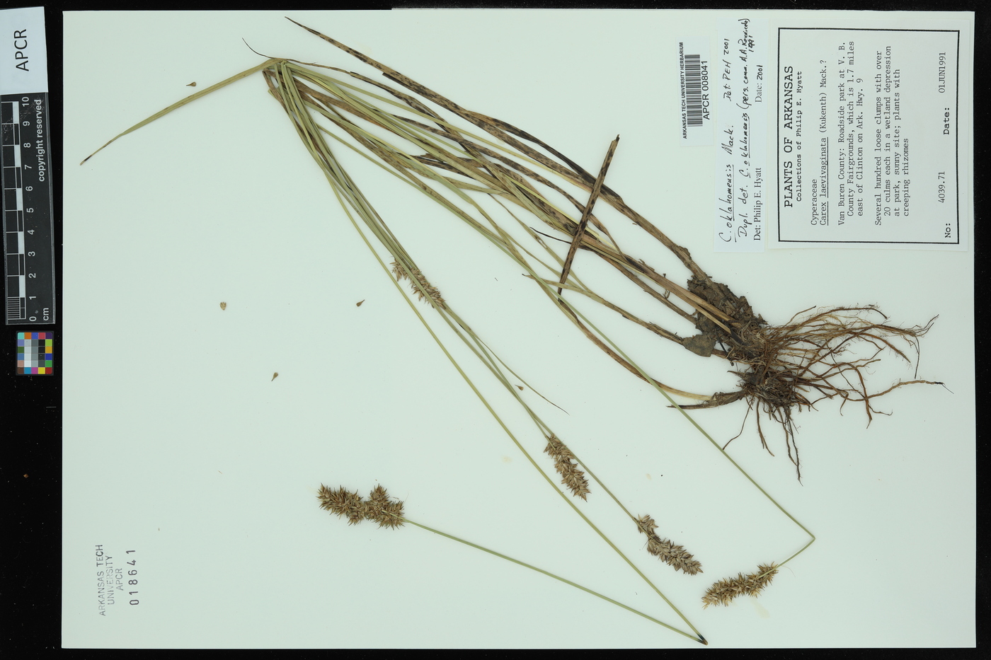 Carex oklahomensis image