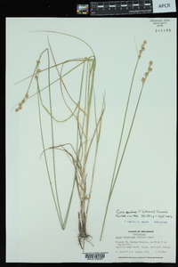 Carex ozarkana image