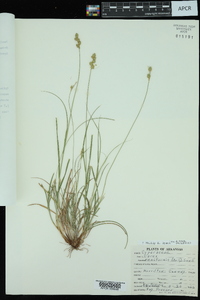 Carex reniformis image