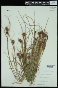 Carex squarrosa image