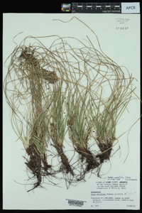 Carex umbellata image