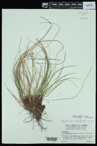 Carex umbellata image