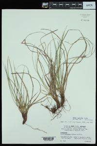 Carex umbellata image