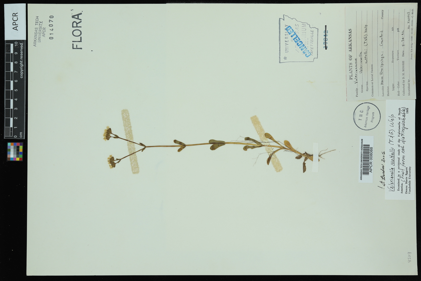 Valerianella nuttallii image