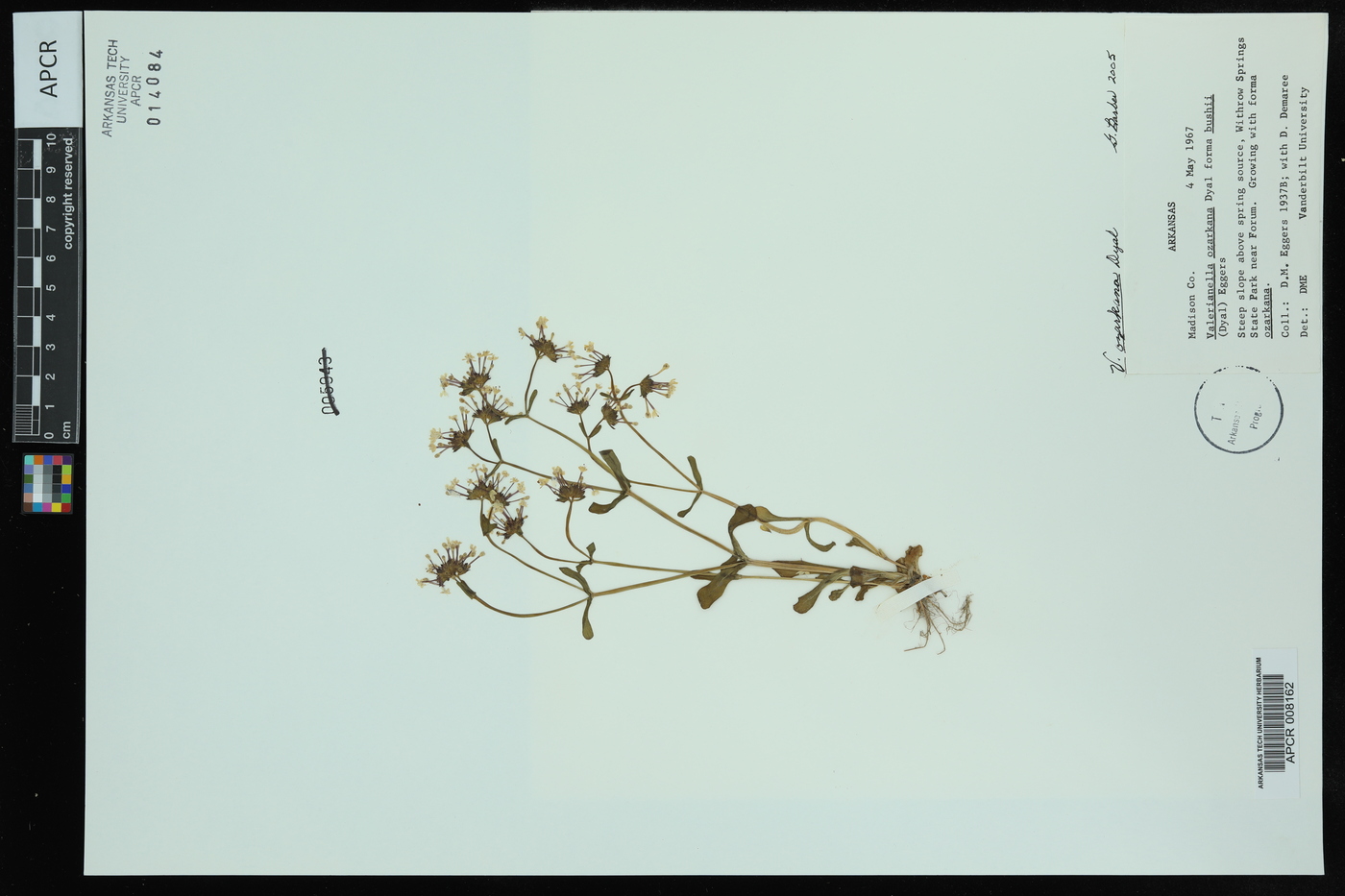 Valerianella ozarkana image