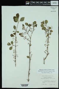 Forestiera acuminata image