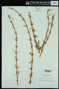 Forsythia viridissima image