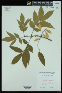 Fraxinus caroliniana image