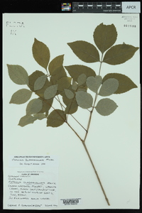 Fraxinus quadrangulata image