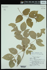 Fraxinus quadrangulata image