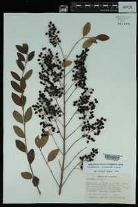 Ligustrum sinense image