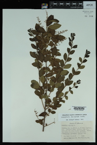 Ligustrum sinense image