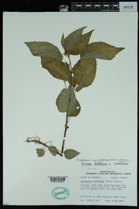 Circaea canadensis image