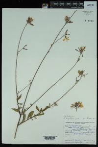 Oenothera filiformis image