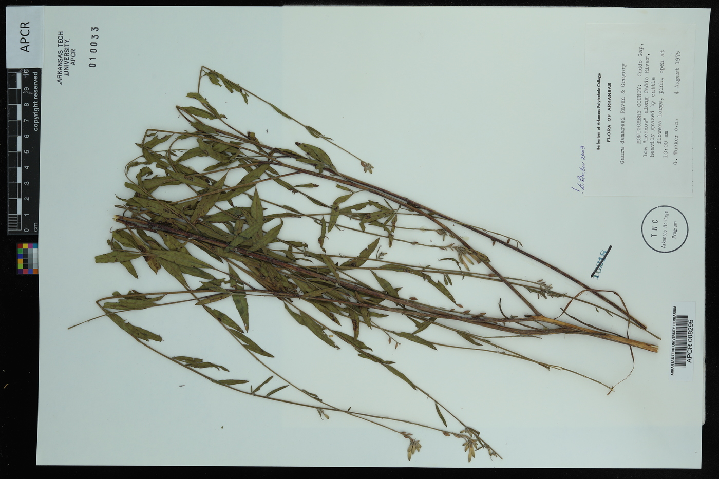 Oenothera demareei image