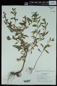 Ludwigia glandulosa image