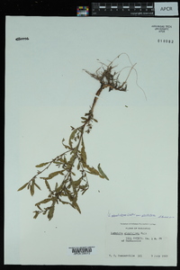 Ludwigia glandulosa image