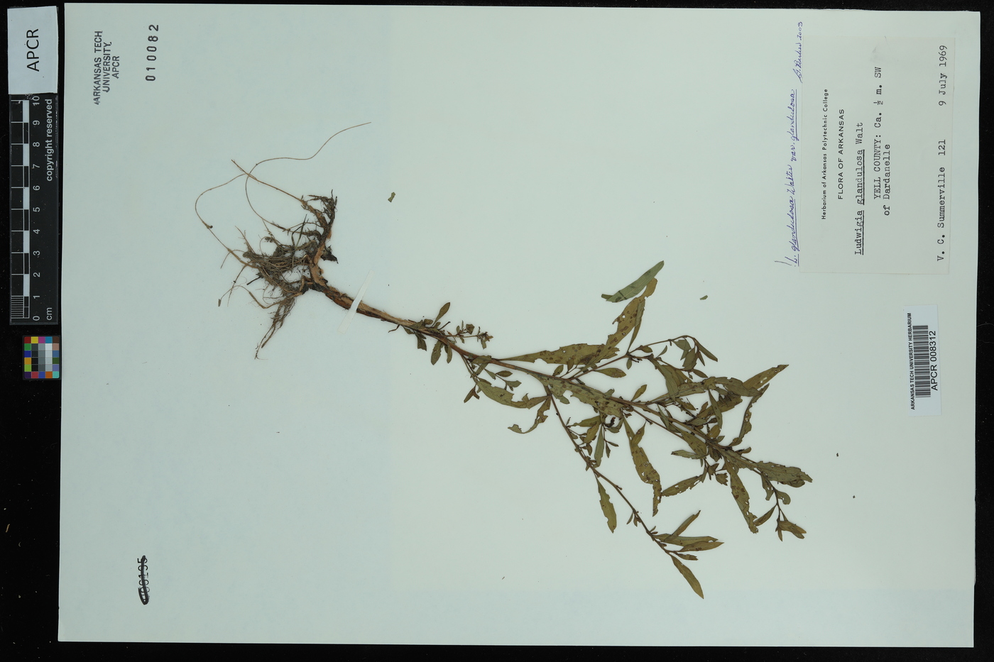 Ludwigia glandulosa image