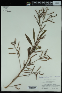 Ludwigia leptocarpa image