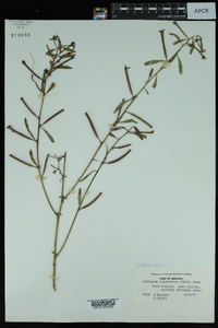 Ludwigia leptocarpa image