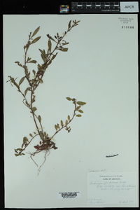 Ludwigia glandulosa image