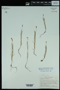 Oenothera linifolia image