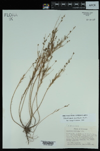 Oenothera linifolia image