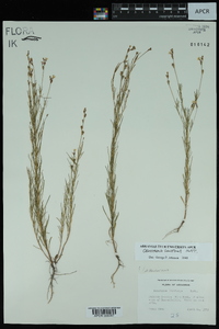 Oenothera linifolia image