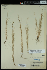 Oenothera linifolia image