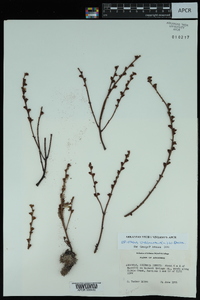 Epifagus virginiana image