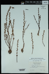 Epifagus virginiana image